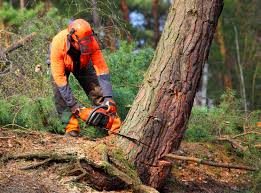 Best Tree Health Inspection  in Berkeley Lake, GA